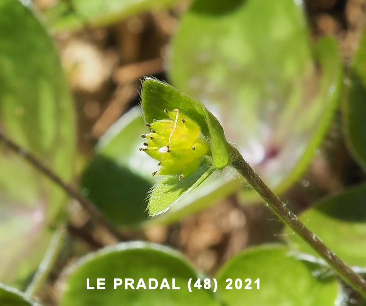 Hepatica fruit